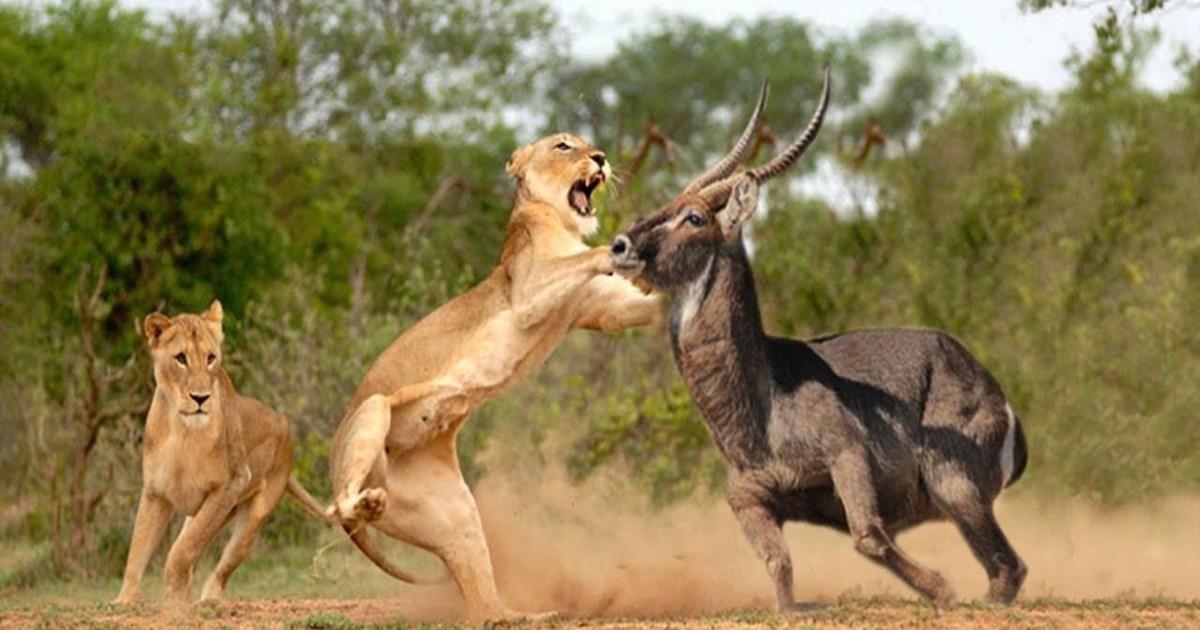 Akagera National Park