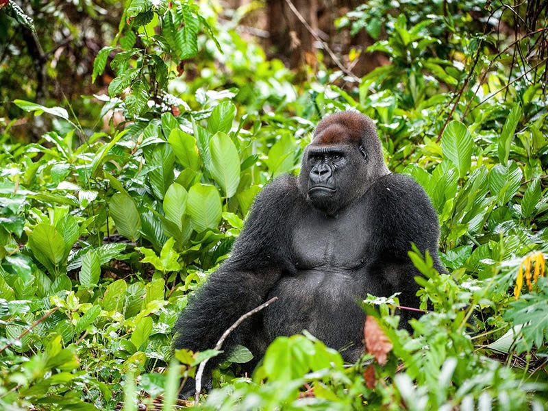 Lowland gorillas