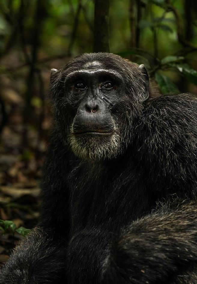 Nyungwe Forest