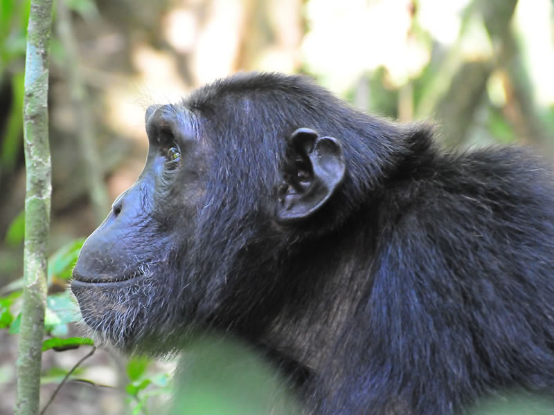 Chimpanzees - apes