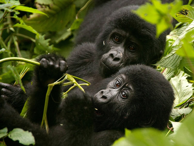 Mountain Gorilla - Ape