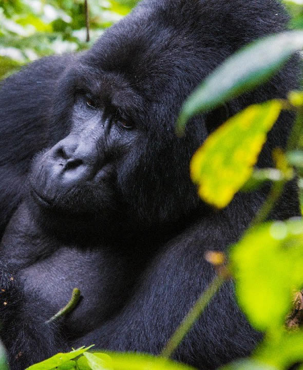 UGANDA