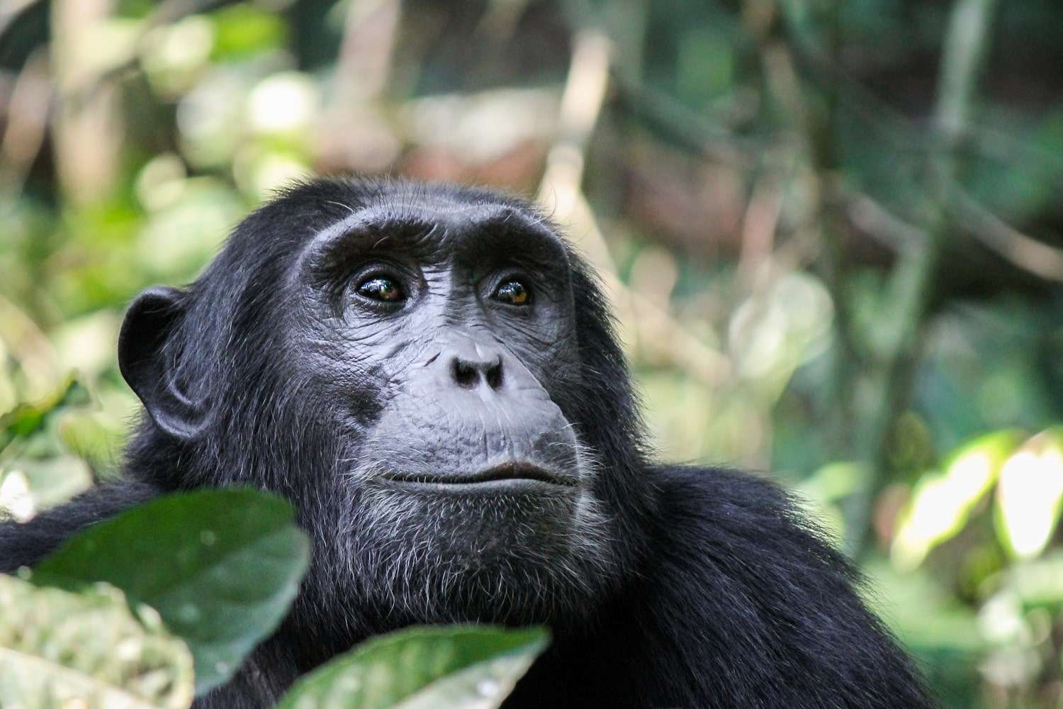 Kibale Forest National Park