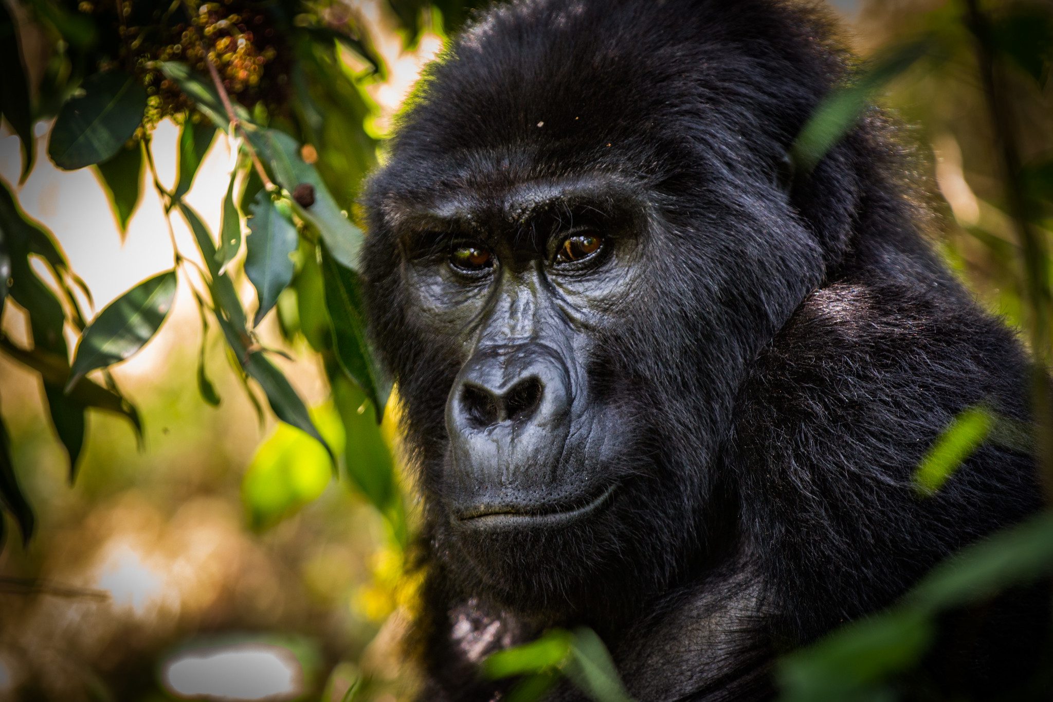 2 Days Rwanda Gorilla Safari – Gorilla Trekking: Primate Safaris