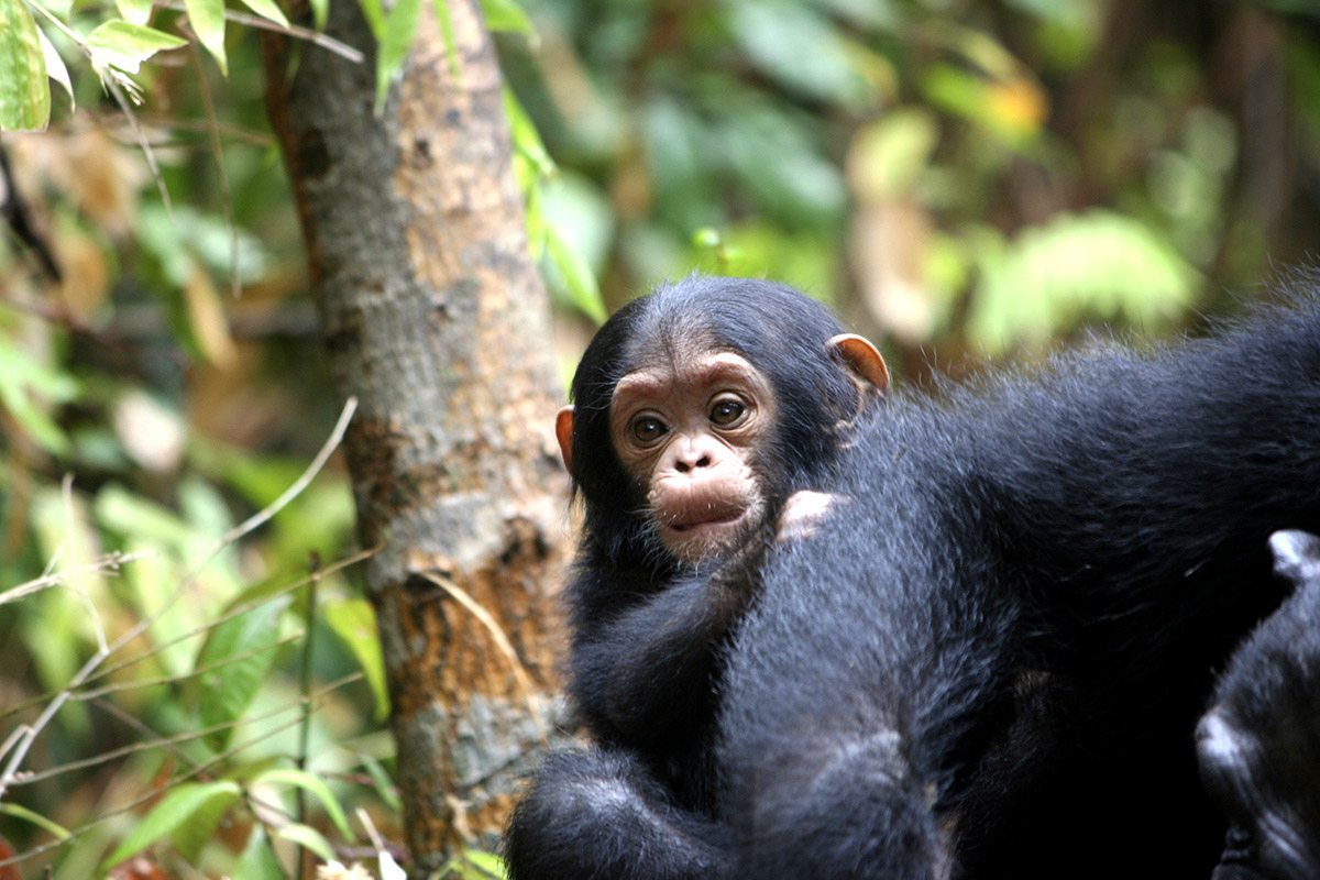 4 Days Mahale chimpanzee tracking
