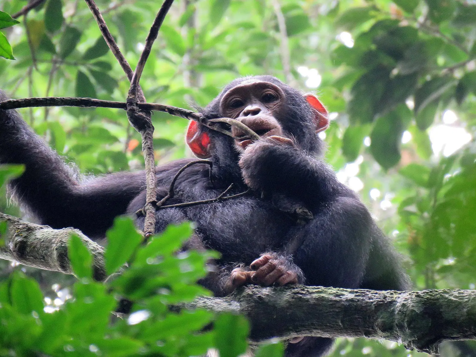 7 Days Luxury Tanzania Wildlife Tour