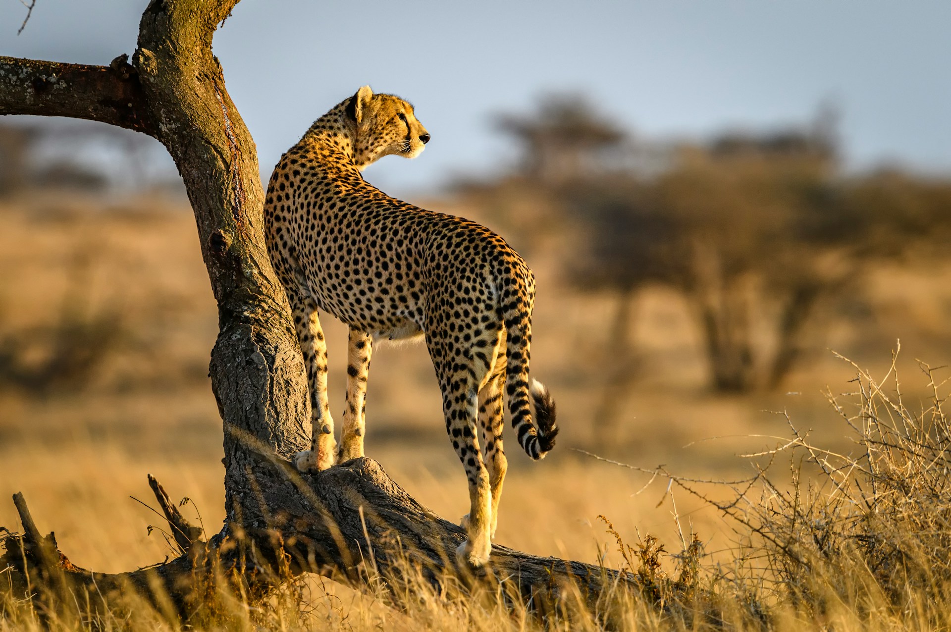 6 days Kenya wildlife safari