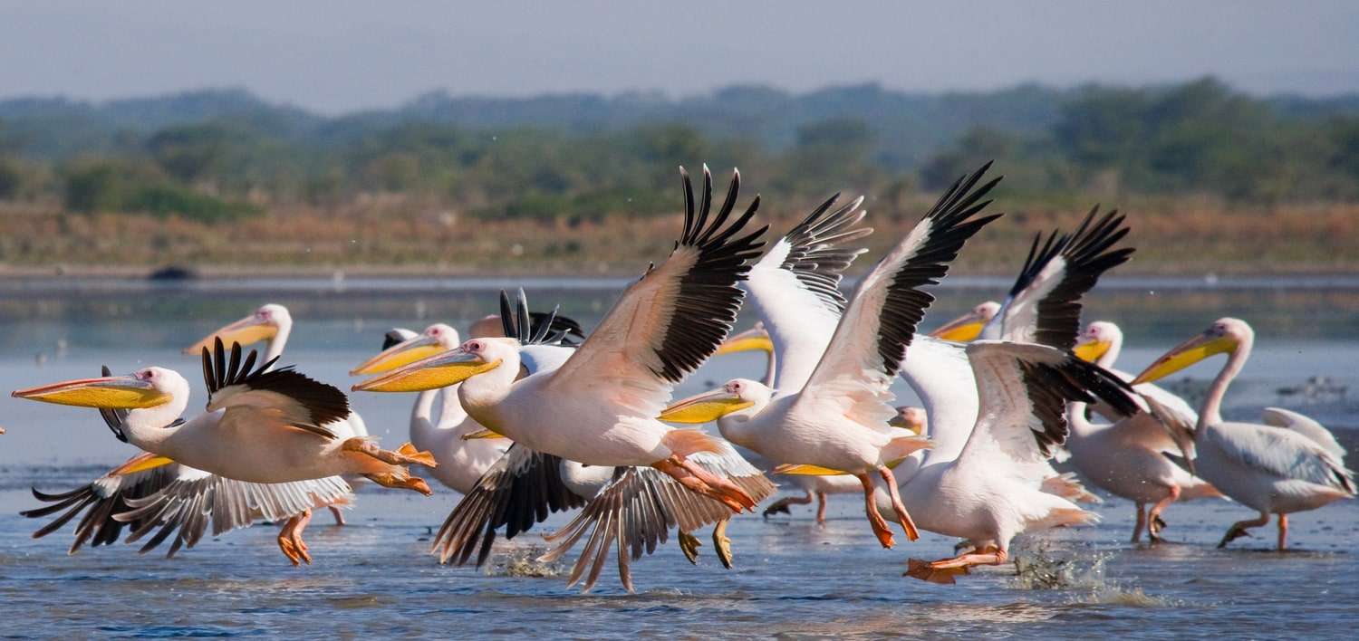 Lake Nakuru National Park.