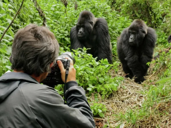 phtographing-gorillas-1200x800